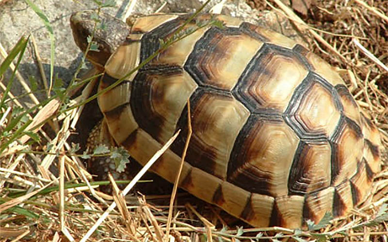 t-marginata.jpg